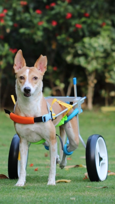 Medium / Large Dog Wheelchair for Back Legs review 