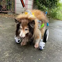 4 Wheel Big Dog Wheelchair review 0