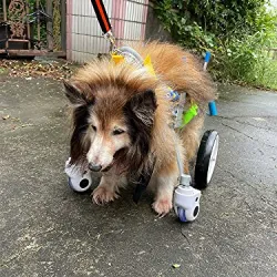 4 Wheel Big Dog Wheelchair review Mary Peterson