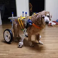 4 Wheel Big Dog Wheelchair review 0