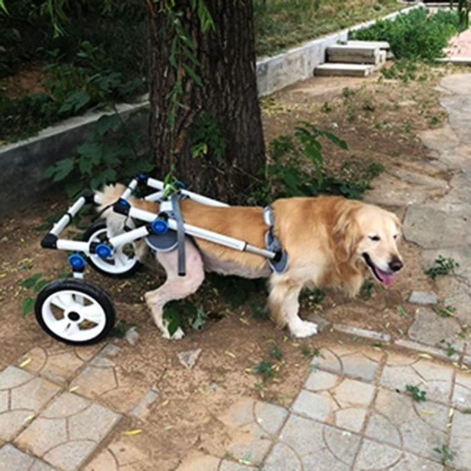 Fodable Large Dog Wheelchair for Back Legs review Jerry E. Semler