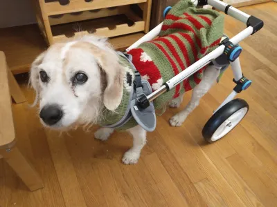 Fodable Large Dog Wheelchair for Back Legs review 