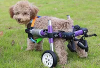 Little Dog Rear Wheelchair review 0