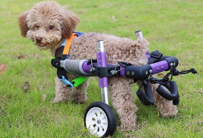 Little Dog Rear Wheelchair review 