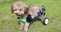 Little Dog Rear Wheelchair review 1