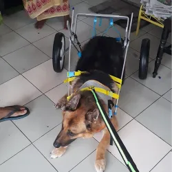 Medium / Large Dog Wheelchair for Back Legs review Carol Martorelli