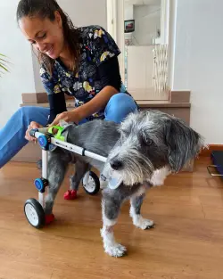 Fodable Rear Wheels for Small Dogs review Rachel Rath