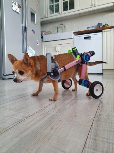 Fodable Rear Wheels for Small Dogs review 