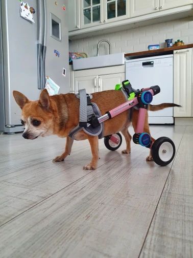 Fodable Rear Wheels for Small Dogs review