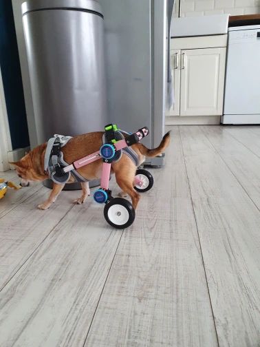 Fodable Rear Wheels for Small Dogs review 1