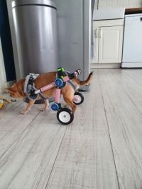 Fodable Rear Wheels for Small Dogs review 1