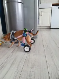 Fodable Rear Wheels for Small Dogs review 1