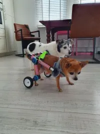 Fodable Rear Wheels for Small Dogs review 3
