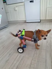 Fodable Rear Wheels for Small Dogs review 2
