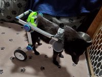 Fodable Rear Wheels for Small Dogs review 0