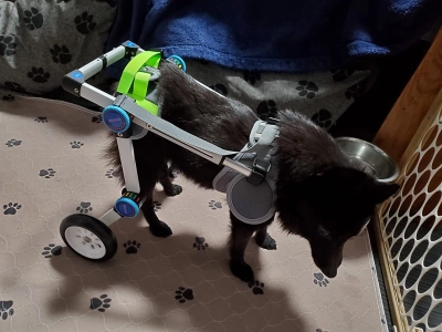 Fodable Rear Wheels for Small Dogs review 