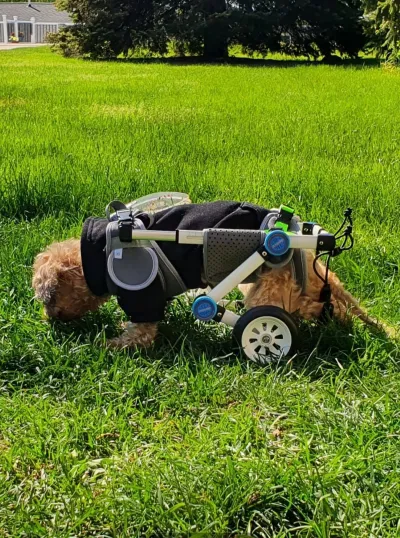 Fodable Rear Wheels for Small Dogs review 