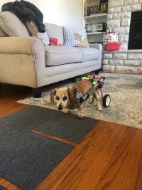 Fodable Rear Wheels for Small Dogs review 0