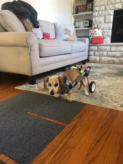 Fodable Rear Wheels for Small Dogs review 