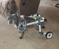 Fodable Rear Wheels for Small Dogs review 0