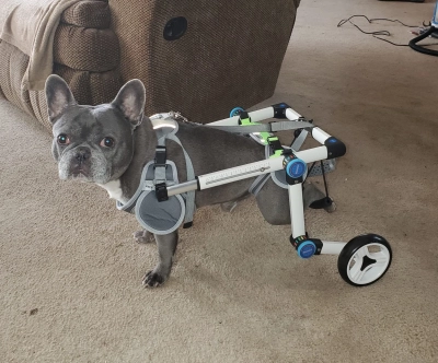 Fodable Rear Wheels for Small Dogs review 