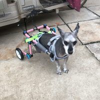 Fodable Rear Wheels for Small Dogs review 0
