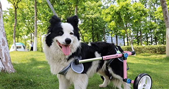 Fodable Large Dog Wheelchair for Back Legs review Brandy