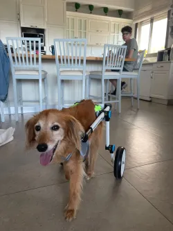 Fodable Large Dog Wheelchair for Back Legs review Paula E. Rogers 01