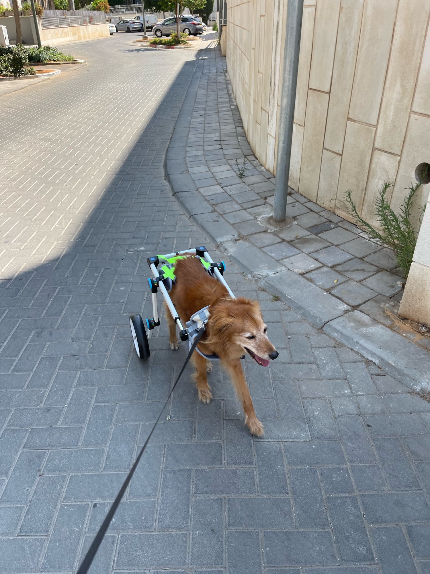 Fodable Large Dog Wheelchair for Back Legs review Paula E. Rogers 02