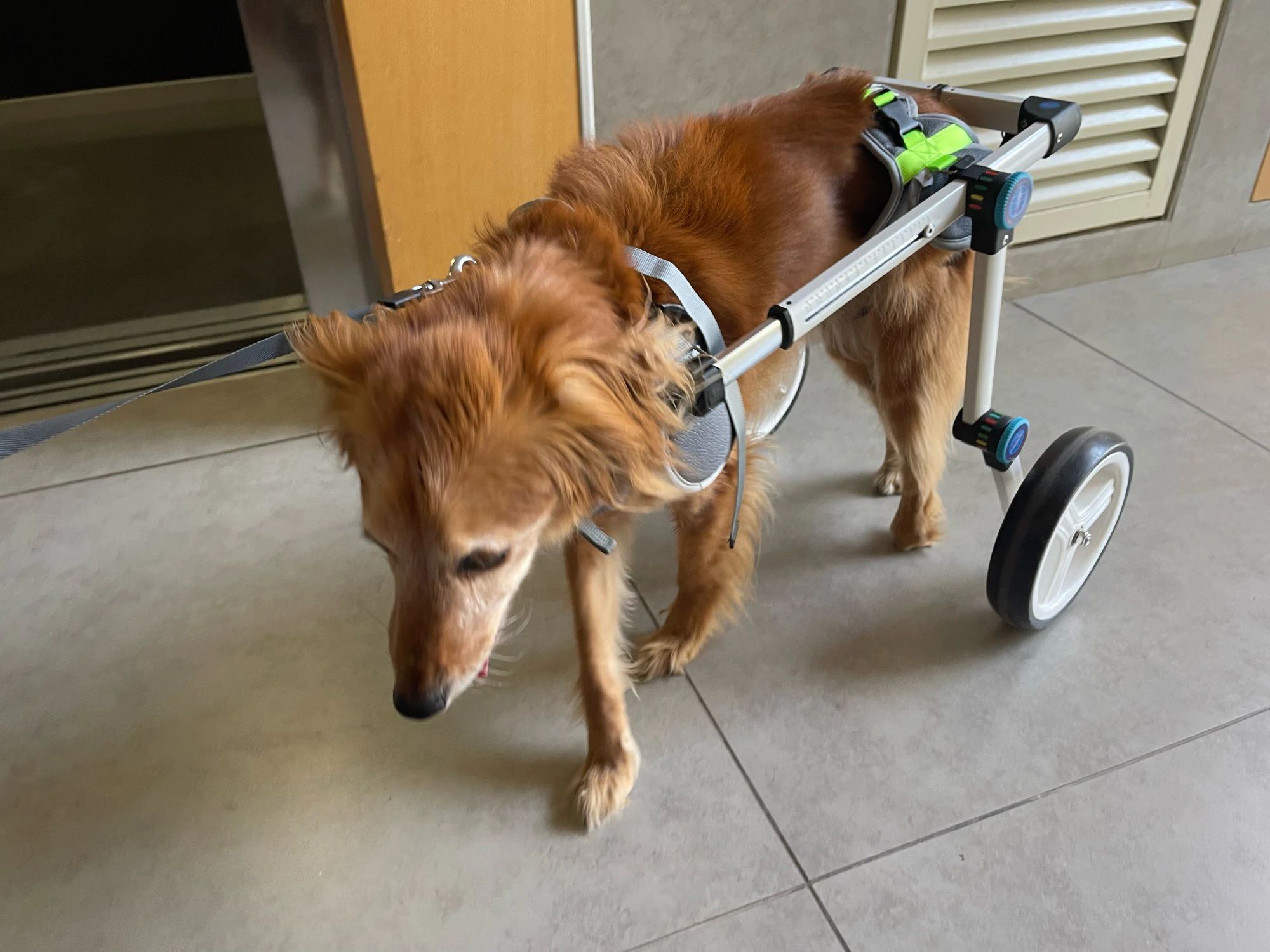 Fodable Large Dog Wheelchair for Back Legs review Paula E. Rogers 04