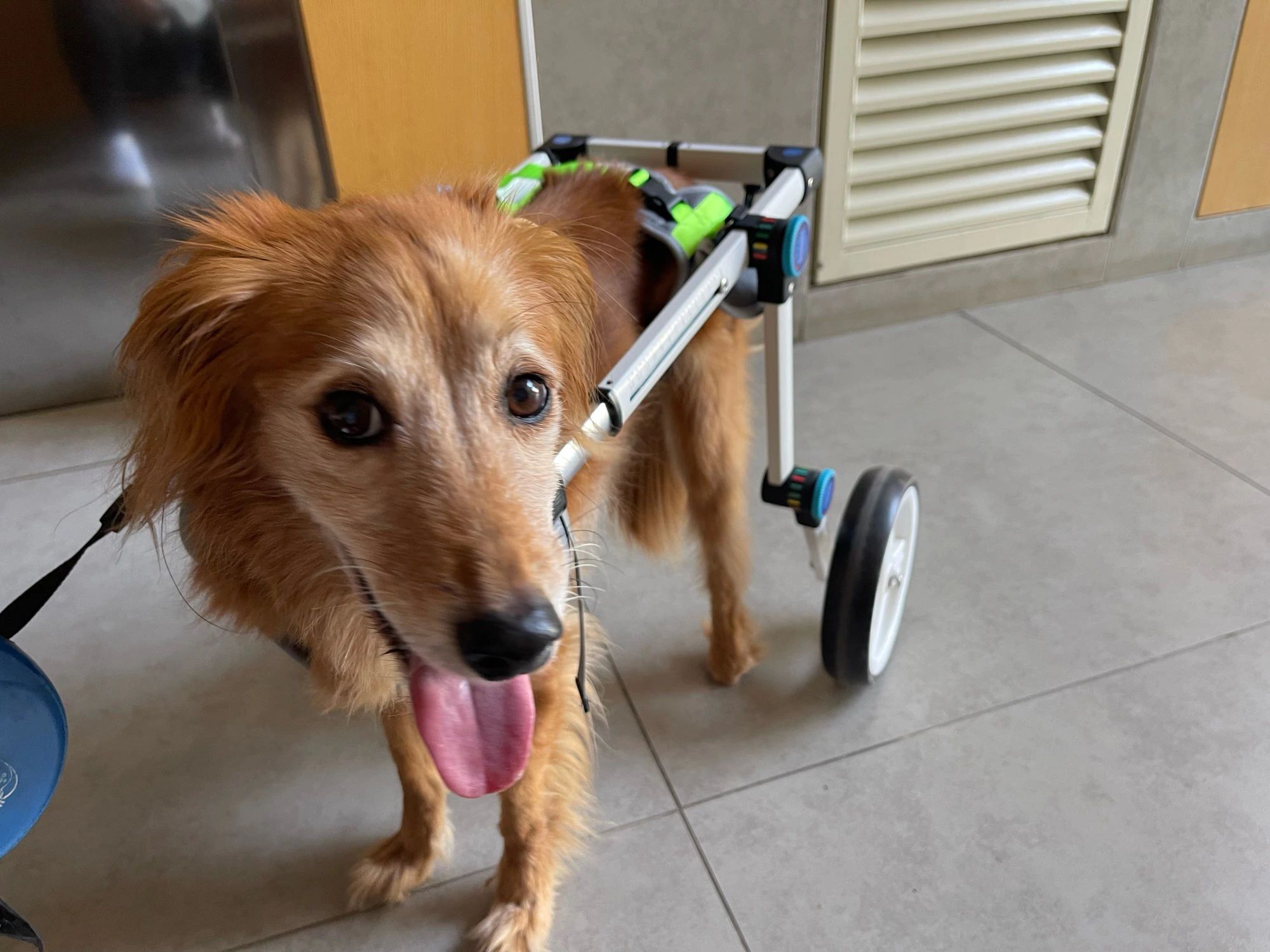 Fodable Large Dog Wheelchair for Back Legs review Paula E. Rogers 03