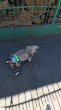 Fodable Large Dog Wheelchair for Back Legs review 0