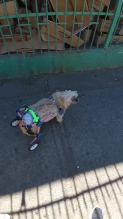Fodable Large Dog Wheelchair for Back Legs review shawn lebaron