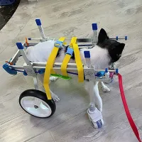 Lightweight Quad Wheelchair for Small Dogs review 0