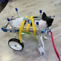 Lightweight Quad Wheelchair for Small Dogs review K. Hostetler