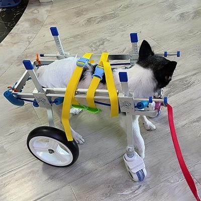 Lightweight Quad Wheelchair for Small Dogs review