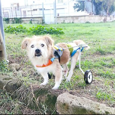 Small Dog Wheelchair for Hind Legs review