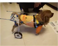 Small Dog Wheelchair for Hind Legs review 0