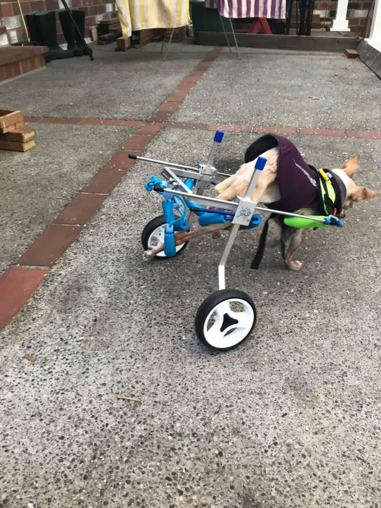 Small Dog Wheelchair for Hind Legs review 0