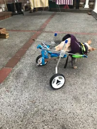 Small Dog Wheelchair for Hind Legs review 0