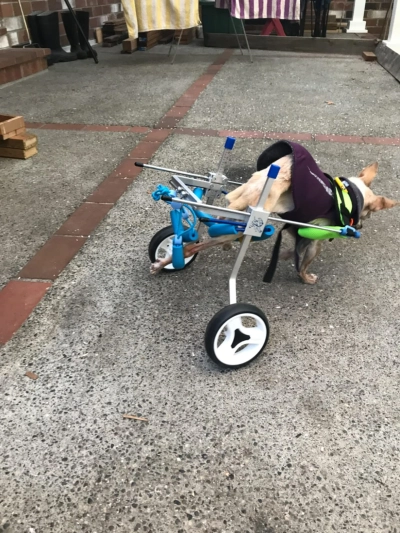 Small Dog Wheelchair for Hind Legs review 