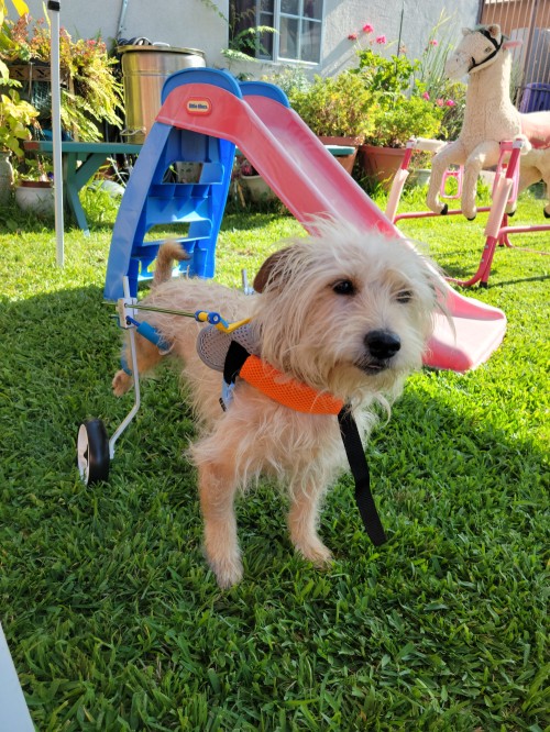 Small Dog Wheelchair for Hind Legs review 0