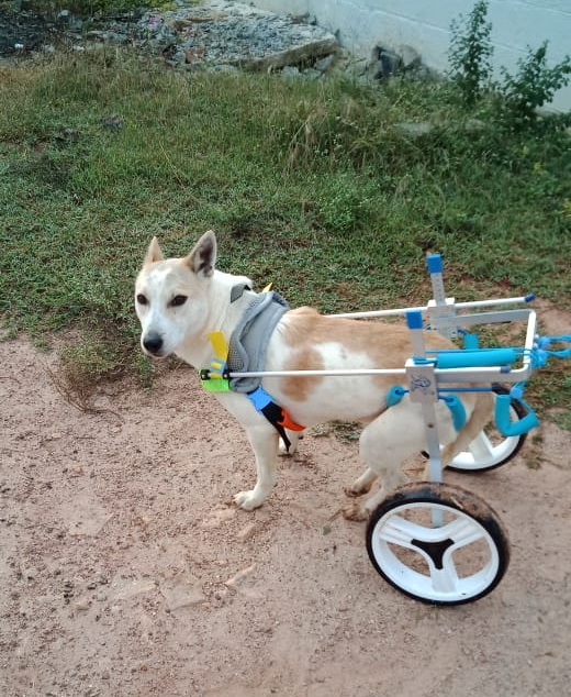 Medium / Large Dog Wheelchair for Back Legs review Anthony