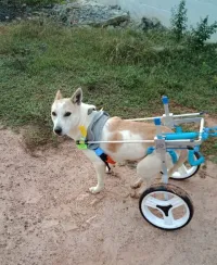 Medium / Large Dog Wheelchair for Back Legs review 0