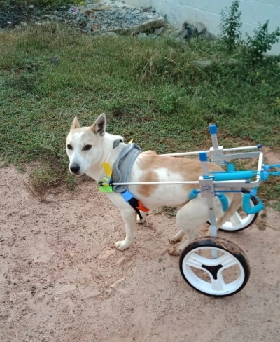 Medium / Large Dog Wheelchair for Back Legs review 