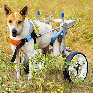 Medium / Large Dog Wheelchair for Back Legs review Susan Ob