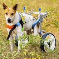 Medium / Large Dog Wheelchair for Back Legs review 0