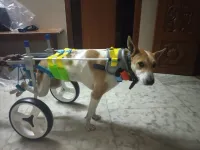 Medium / Large Dog Wheelchair for Back Legs review 0