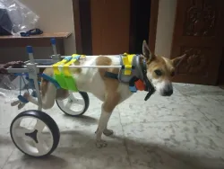 Medium / Large Dog Wheelchair for Back Legs review KERRI METZGER