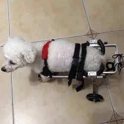 Small / Medium Dog Hind Leg Wheelchair review Jamie Peacock